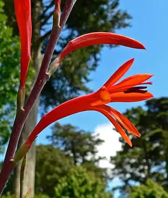 Watsonia fulgens.