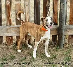 Um buldogue Catahoula 50/50