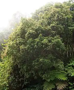 Weinmannia tinctoria (hábito).