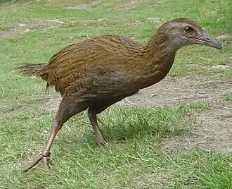 Gallirallus australis