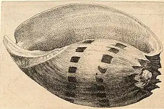 Ilustração de uma concha do molusco Volutidae M. amphora ([Lightfoot, 1786]) feita no século XVIII por Václav Hollar.