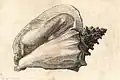 Ilustração da concha de A. gigas; do século XVII.