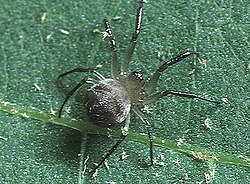 Wendilgarda (fêmea).