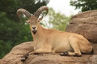 Tur-do-cáucaso-ocidental no Zoológico de Toronto, no Canadá