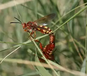 Duas vespas Sphecius grandis acasalam (macho acima, fêmea abaixo), em Big Bend, Texas&nbsp;[en].