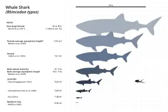 Comparação entre tubarão-baleia e um mergulhador