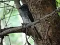 Drongo-de-barriga-branca (Perundurai&nbsp;[en])