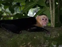 O capuchinho-de-cara-branca-panamenho já foi considerado uma subespécie do macaco-prego-de-cara-branca.