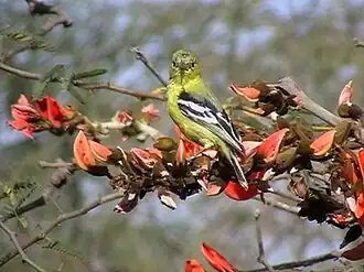 Aegithina nigrolutea