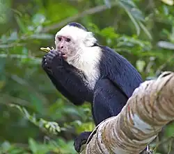 Capuchinho-de-cara-branca comendo uma banana selvagem ao longo do rio Frío, Costa Rica.