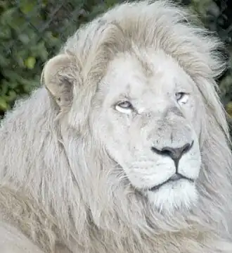 Leão-sul-africano leucístico