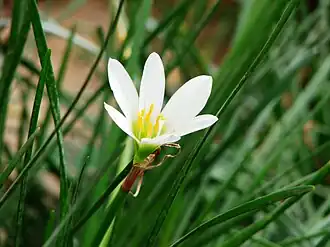 Zephyranthes candida