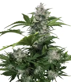 Inflorescência feminina.