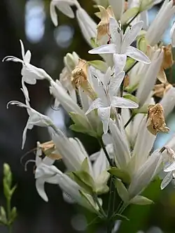 Whitfieldia lateritia.