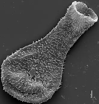 Microfotografia eletrônica de varredura de um chitinozoa siluriano encontrado em Burgsvik no formato de um frasco