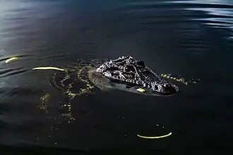 Um jacaré-açu (Melanosuchus niger) nadando em trecho de rio. A espécie em questão é o único representante vivo do gênero Melanosuchus.