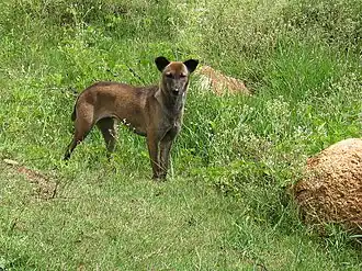 Cão selvagem em zona rural