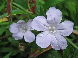 Ruellia