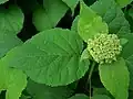 Hydrangea arborescens.