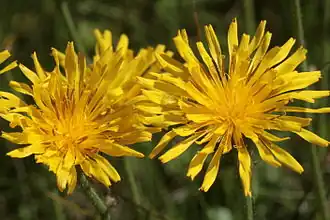 Willemetia stipitata