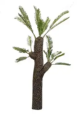 Tronco robusto marrom escamoso, com duas ramificações curtas. No ápice das ramificações e do tronco principal há a presença de folhas verdes dispostas de forma radial.