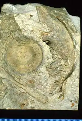 Fóssil de semente cone de Williamsonia do período Jurássico.[1]