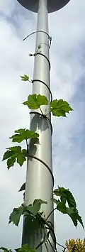 Uma planta volúvel (Humulus lupulus).