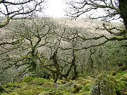 Floresta de Dartmoor em Wistman's Wood, sudoeste da Inglaterra.