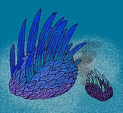 Wiwaxia um possível molusco primitivo