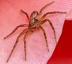 Aranha: oito patas, corpo dividido em duas partes