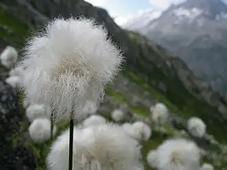 Eriophorum scheuchzeri