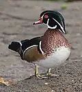 Um pato-carolino(macho).