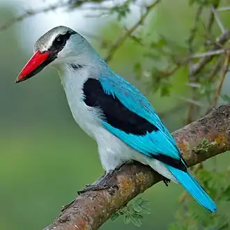 Halcyon senegalensis
