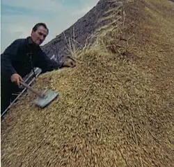 Colmador com uma colmadeira na mão para acamar o colmo.