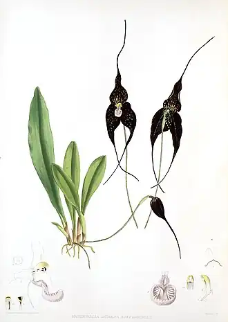 Dracula roezlii Florence H. Woolward: The Genus Masdevallia