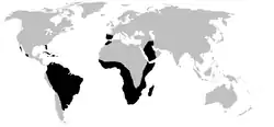 World.distribution.amphisbaenia.1.png