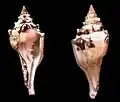 Duas vistas de uma concha de Turbinella angulata (Lightfoot, 1786)[1], podendo chegar a mais de 35 centímetros.[10].