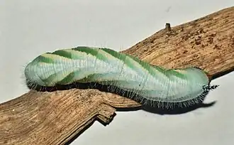 Larva.