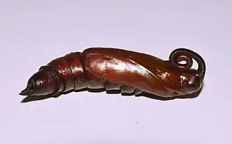 Pupa.