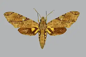 Fotografia de Xanthopan morganii, vista superior; espécime macho.