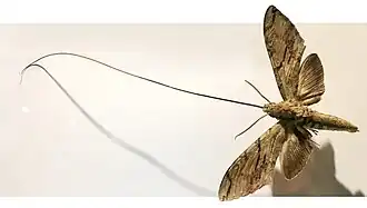 A mariposa X. praedicta, na fotografia, tornou-se conhecida após Charles Darwin predizer sua existência em Madagáscar, mediante o exame do nectário da orquídea Angraecum sesquipedale, endêmica desta ilha.[1]