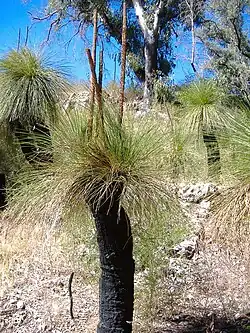 Hábito de Xanthorrhoea preissii.