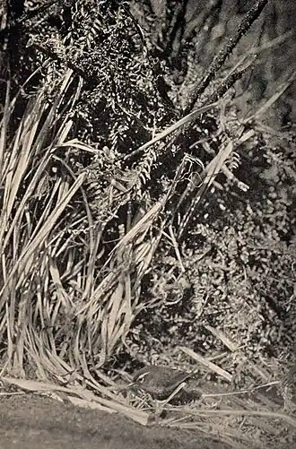 Foto do X. l. longipes, tirada em 1911