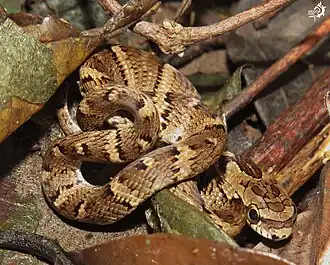 Um indivíduo em Nova Iguaçu, no Rio de Janeiro.