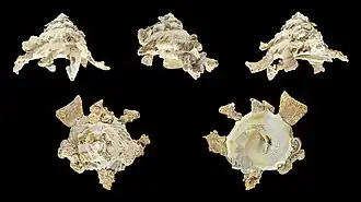 Cinco vistas da concha de Xenophora mekranensis (Newton, 1905)[1] com pedras e corais; espécime coletado nas Filipinas.