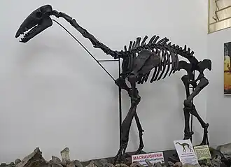 Esqueleto montado de X. bahiensis