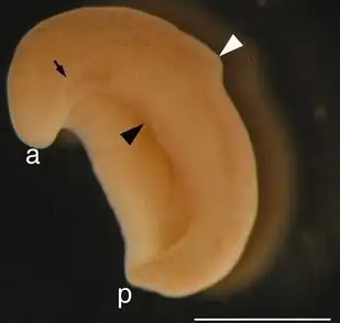 X. bocki. A seta preta indica o sulco lateral. a é a ponta anterior. p é a ponta posterior. O triângulo preto indica a boca. O triângulo branco indica o sulco circunferencial. A barra de escala no canto inferior direito mede 1 cm.