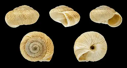 Xerosecta submoesta (Forma marrom)