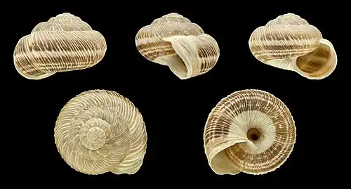 Xerosecta submoesta (Forma em bandas)