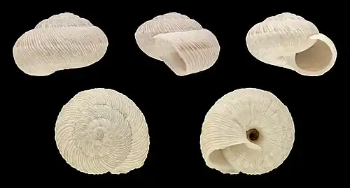 Xerosecta submoesta (Forma branca)